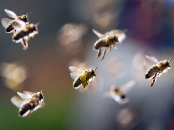 Mơ thấy tổ ong điềm lành hay điềm giữ