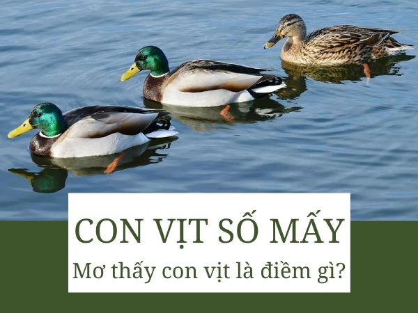 Con vịt số mấy? Giải mã điềm báo tốt xấu từ giấc mơ thấy vịt