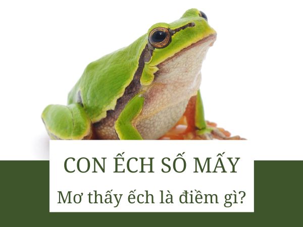Con ếch số mấy? Khám phá thông điệp hên xui từ giấc mơ thấy ếch