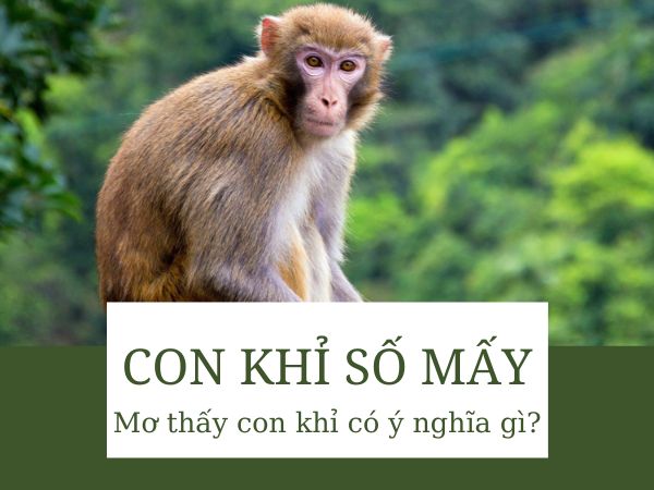 Con khỉ số mấy? Luận giải thông điệp từ giấc mơ thấy khỉ