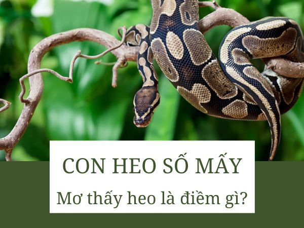 Con trăn số mấy? Khám phá thông điệp tốt xấu từ giấc mơ thấy trăn