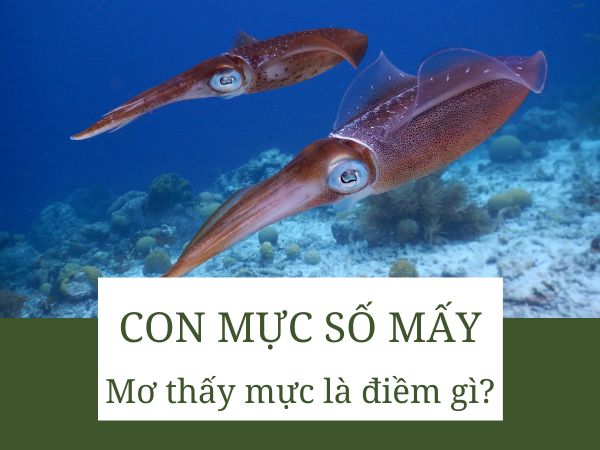 Con mực số mấy? Giải mã thông điệp từ giấc mơ thấy con mực