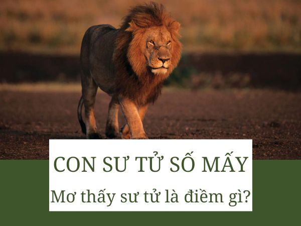 Nằm mơ thấy con mực số mấy, lộc phát với con số nào?