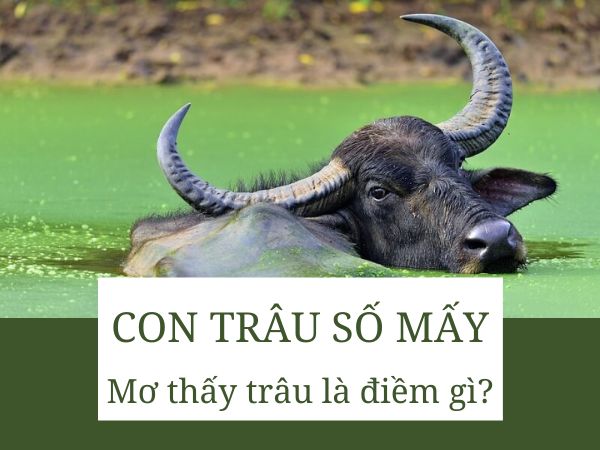 Con trâu số mấy? Giấc mơ thấy trâu có phải điềm lành không?