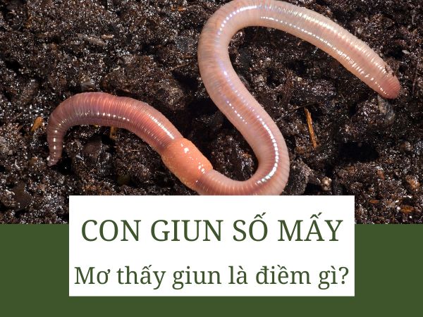 Con giun số mấy? Lý giải toàn tập giấc mơ thấy giun tốt hay xấu?