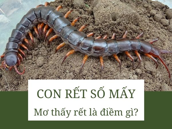 Con rết số mấy? Giấc mơ thấy rết báo điềm cát lành hay hung hiểm?