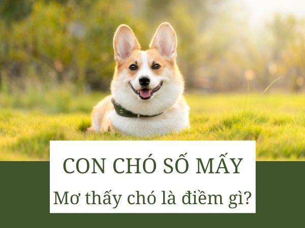 Con chó số mấy? Phân tích dự báo hên xui từ giấc mơ thấy chó