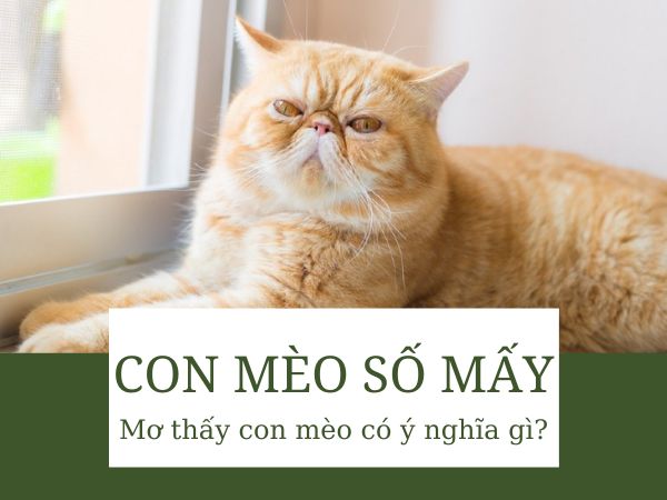 Con mèo số mấy? Phân tích những thông điệp từ giấc mơ thấy mèo