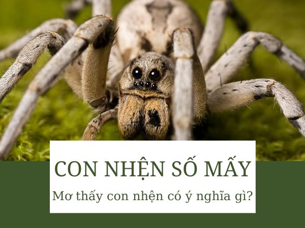 Con nhện số mấy? Tổng hợp dự báo tốt xấu từ giấc mơ thấy nhện