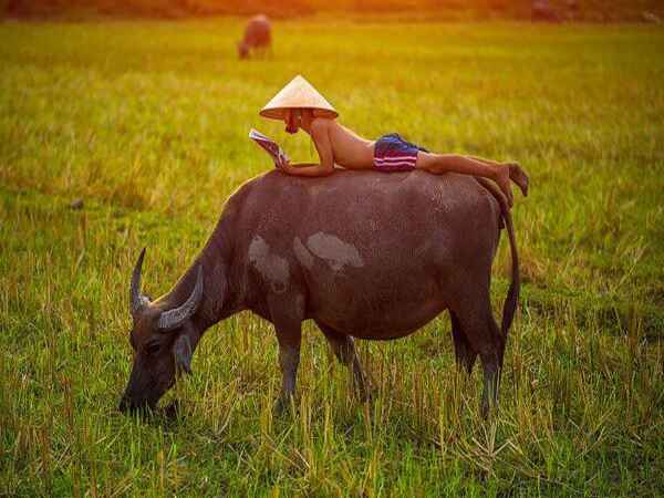 Nằm mơ thấy con trâu số mấy, đánh con gì sớm trúng đậm?