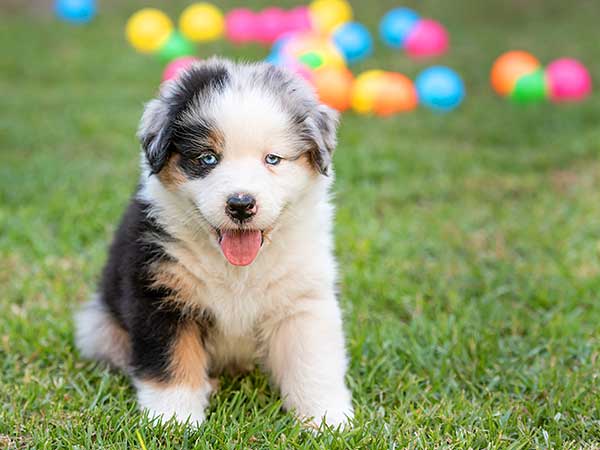 Nằm mơ thấy chó con chọn số mấy, đánh con gì dễ trúng đậm?