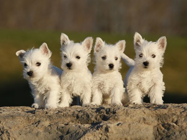 Mơ thấy chó con dự báo điềm gì, đánh con gì vượng phát?