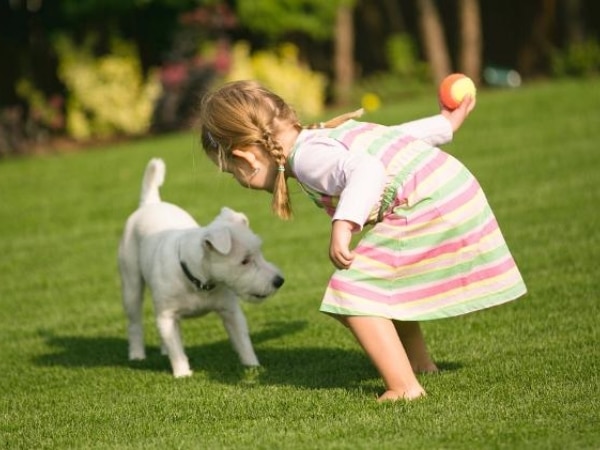 Chiêm bao mơ thấy chó đuổi điềm gì, đánh số gì tài lộc dồi dào?