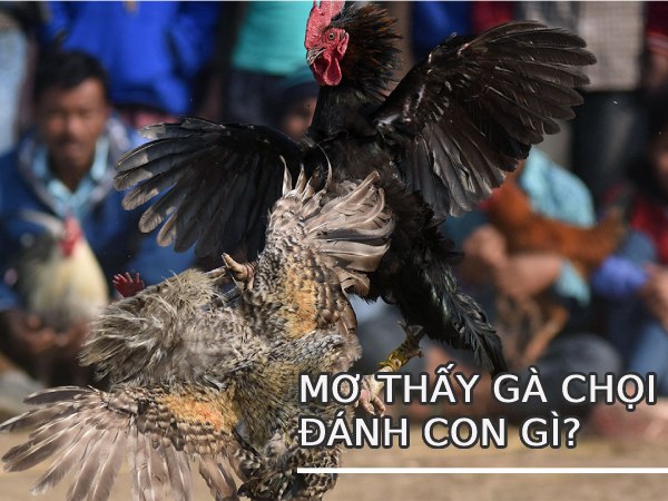 Mơ thấy gà chọi có may mắn không? Bật mí con số phát tài