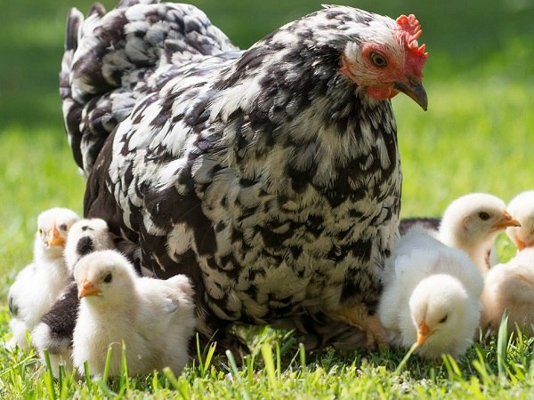 Nằm mơ thấy gà con đánh con gì mang lại tài lộc dồi dào?