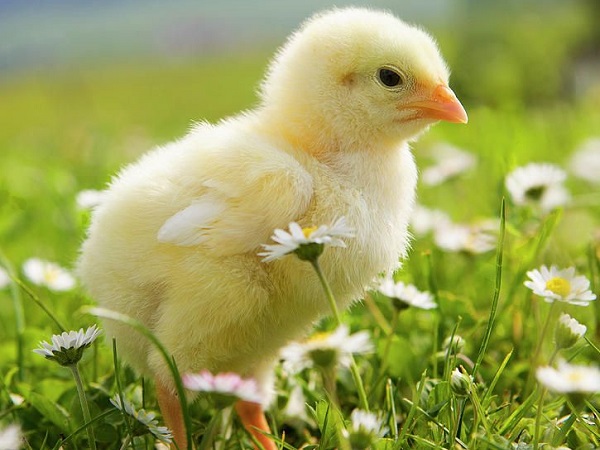 Giải mã bí ẩn giấc mơ thấy gà con và con số thu hút tài lộc