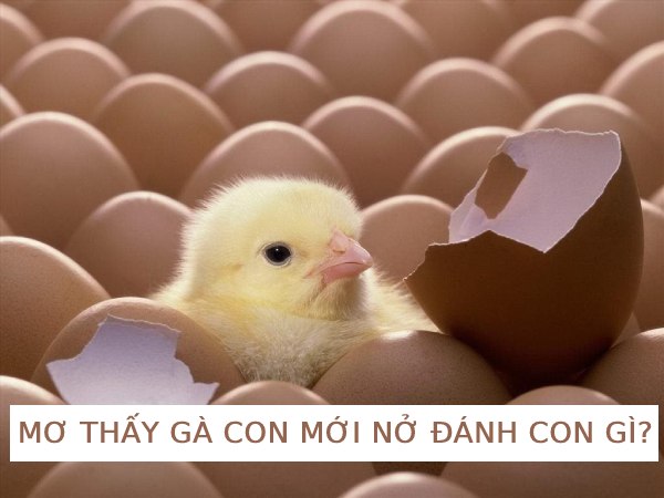 "Dự