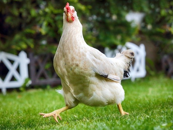 Nằm mơ thấy gà mái đánh con gì mang lại tài lộc dồi dào?