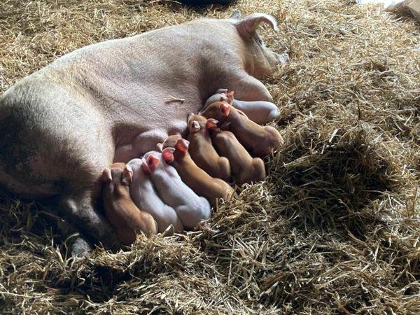 Nằm mơ thấy heo con đánh con gì giúp bạn thắng lớn?
