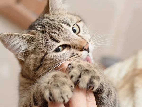 Nằm mơ thấy mèo cắn có phải điềm báo nguy hiểm? Chọn số nào?