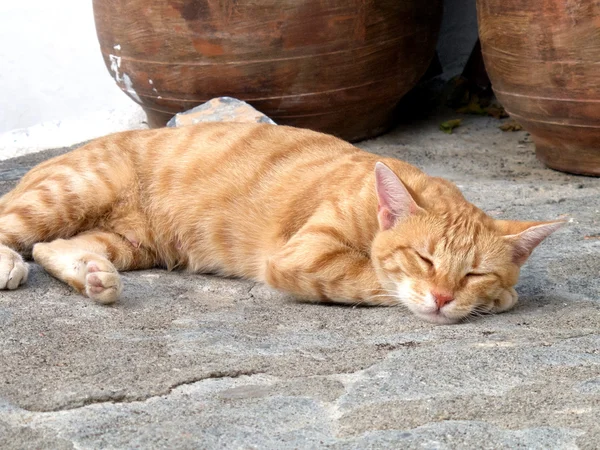 Nằm mơ thấy mèo chết chọn số mấy, đánh con gì dễ trúng đậm?