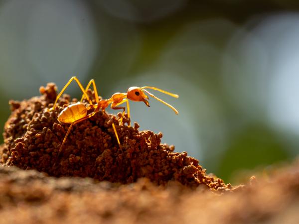 Nằm mơ thấy con kiến số mấy, đánh con gì dễ trúng giải độc đắc?