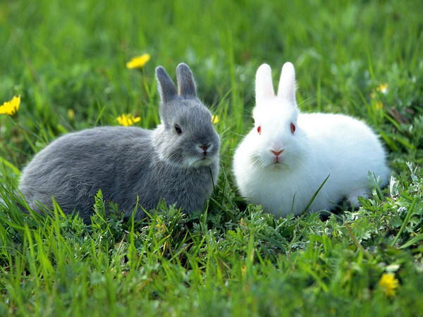 Nằm mơ thấy con thỏ số mấy, đánh con gì dễ trúng giải độc đắc?