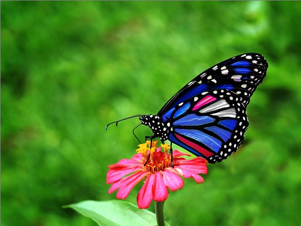 Giải mã giấc mơ thấy con bướm là điềm tốt hay xấu?