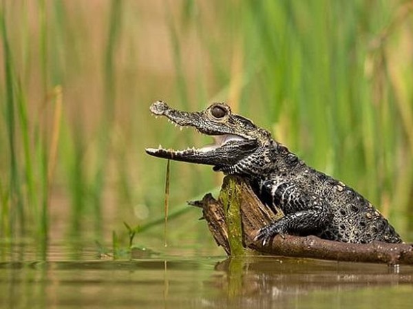 Mơ thấy cá sấu đánh con gì chắc ăn nhất, là điềm báo gì?