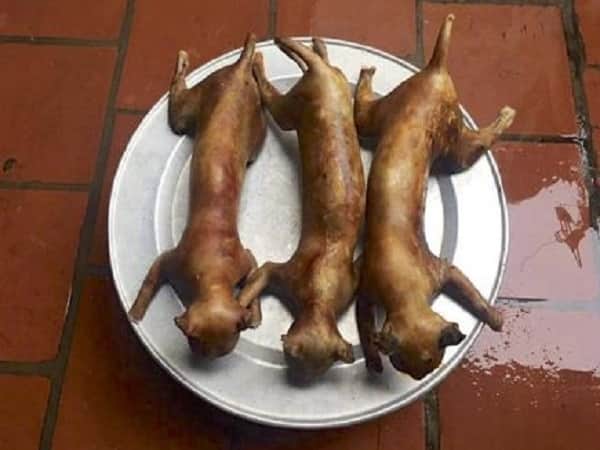 Mơ thấy ăn thịt mèo đánh con gì?