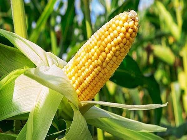 Mơ thấy bắp ngô đánh con gì