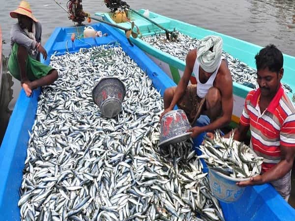 Nằm mộng thấy bắt được nhiều cá ở biển