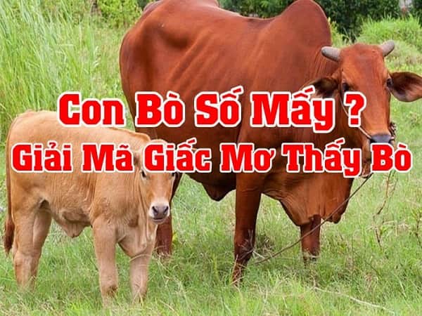 Mơ thấy con bò vàng đánh con gì?