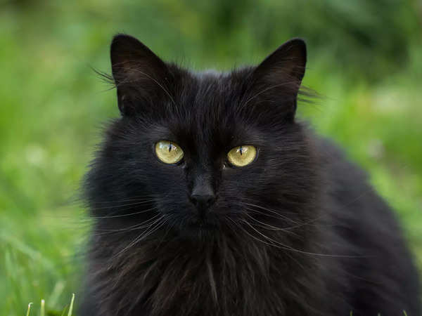 Nằm mơ thấy mèo đen may hay rủi đánh con gì rước tài lộc may mắn?