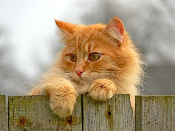 Nằm mơ thấy mèo vàng tốt hay xui đánh con gì dễ trúng độc đắc nhất?
