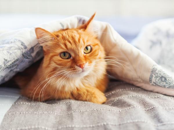 Phân tích ý nghĩa giấc mơ thấy mèo vàng dự báo tốt hay xui sắp tới?