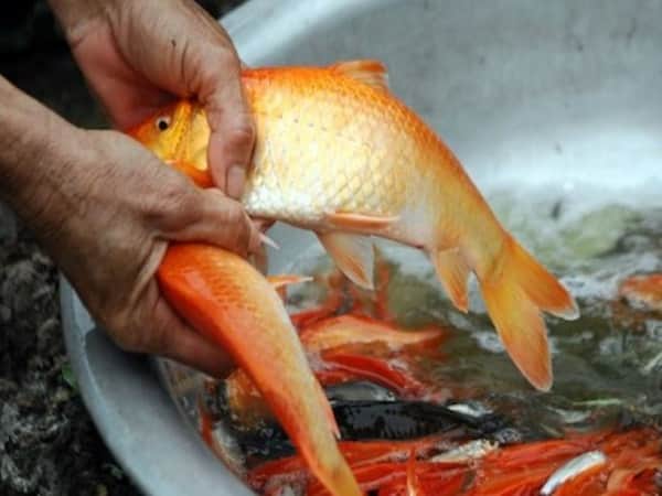 Mơ thấy bắt được nhiều cá đánh con gì