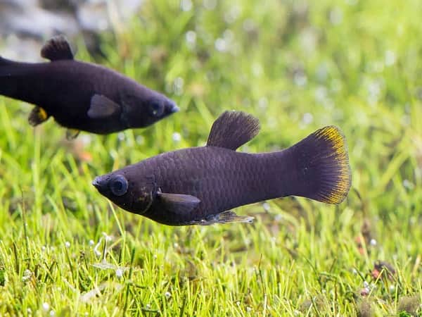 Mơ thấy cá đẻ con đánh con gì?
