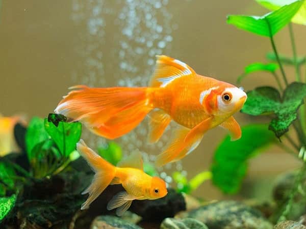 Giải mã giấc mơ thấy cá đẻ con