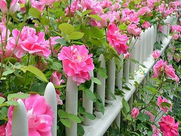 Giải mã giấc mơ thấy cây nở hoa