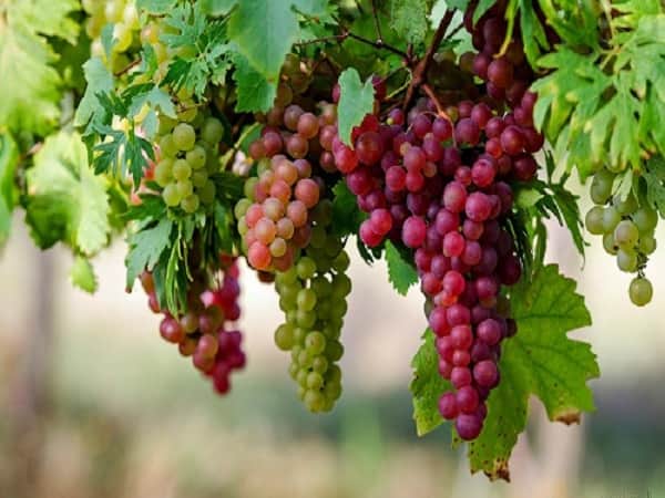 Mơ thấy cây sai quả đánh con gì?