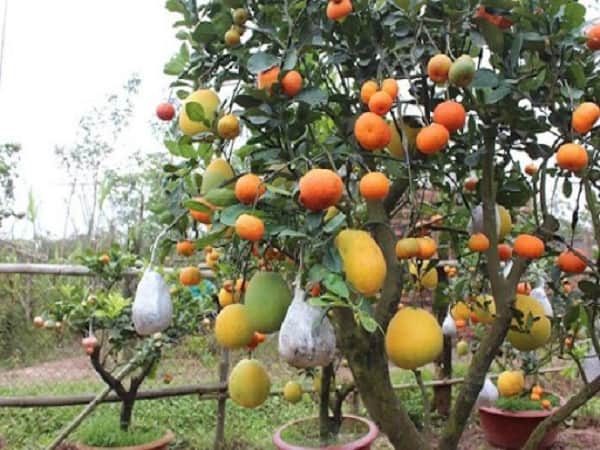 Giải mã ý nghĩa giấc mơ thấy cây sai quả