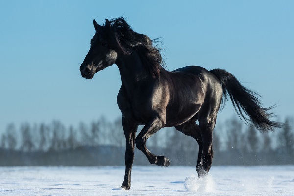 Giải mã ý nghĩa giấc mơ thấy ngựa là điềm báo gì?