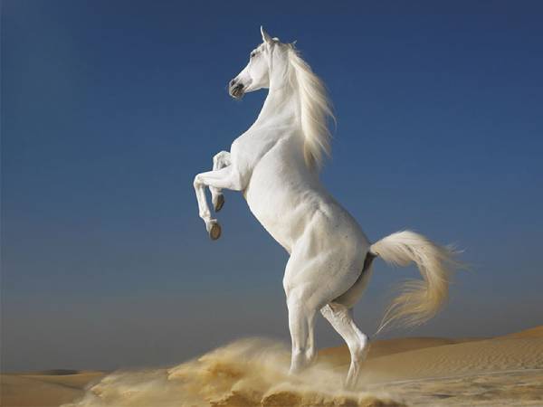 mơ thấy con ngựa