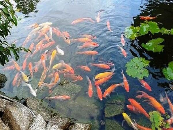 Mơ thấy đàn cá đánh con gì?