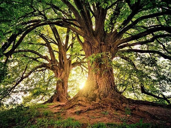 Giải đáp ý nghĩa giấc mơ thấy cây cổ thụ dự báo may mắn hay xui rủi sắp tới?