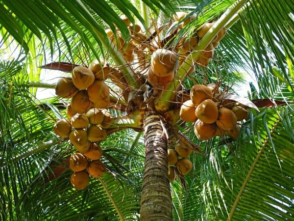 Nằm mơ thấy cây dừa may hay xui đánh con gì hốt tiền về ví?