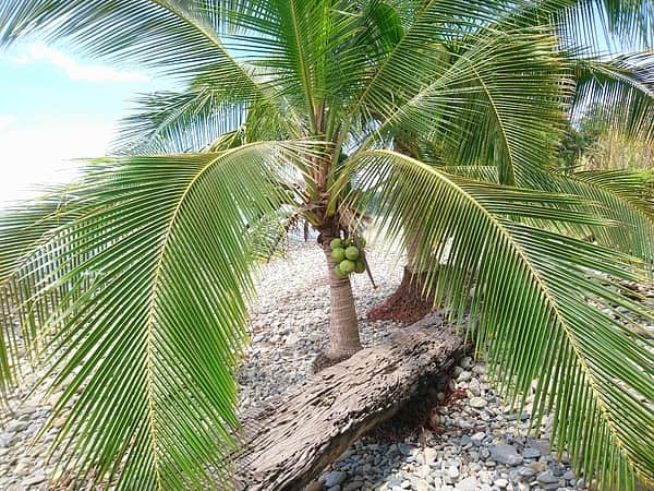 Tìm hiểu ý nghĩa giấc mơ thấy cây dừa dự báo may mắn hay xui xẻo sắp tới?