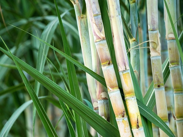 Nằm mơ thấy cây mía may hay xui đánh con gì vượng phát?
