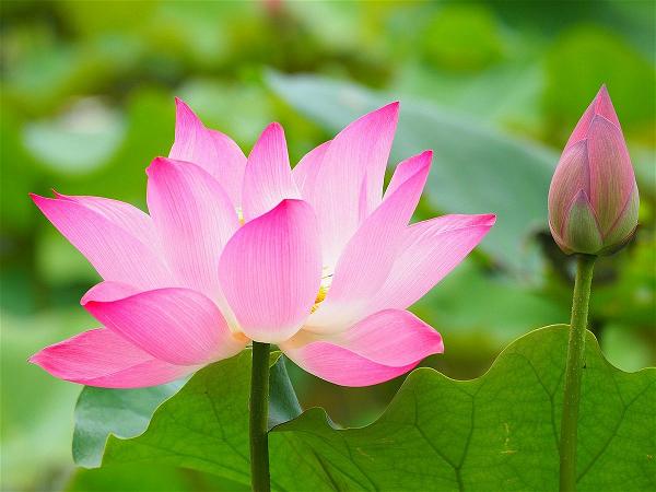 Mơ thấy hoa sen may hay xui đánh con gì để vào bờ an toàn?
